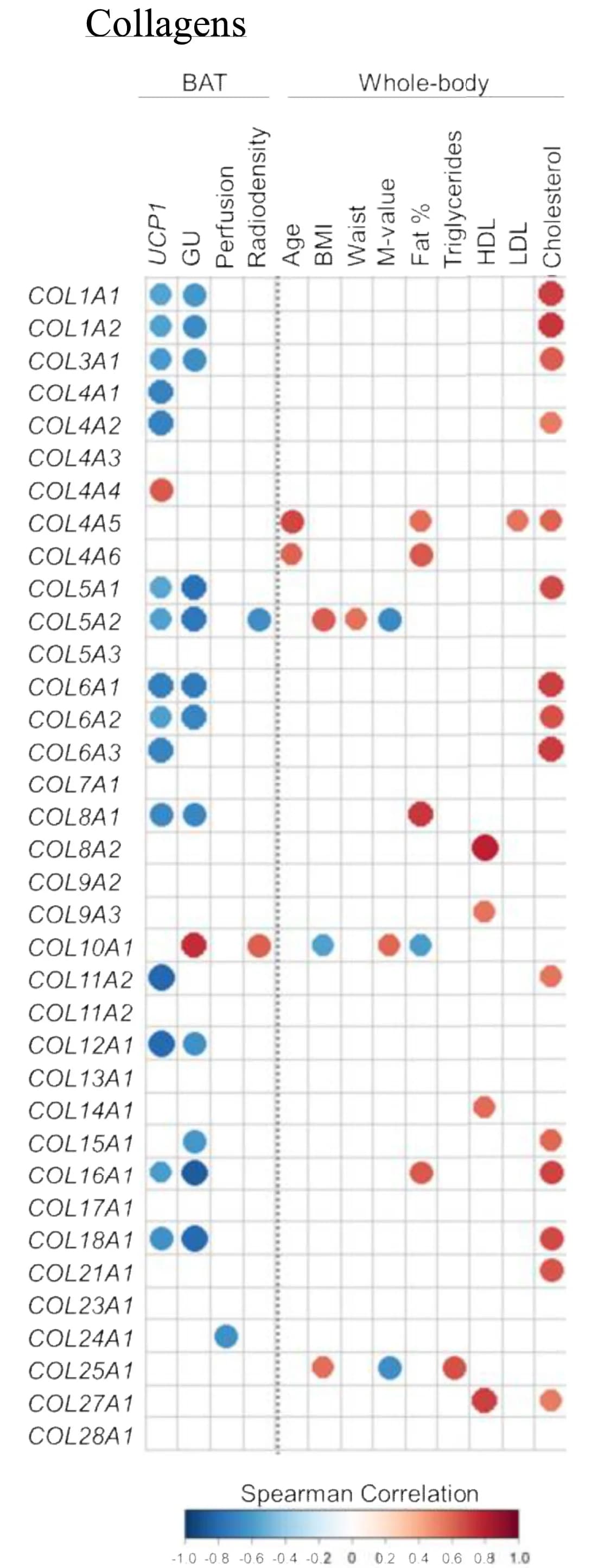 Open access visualization of Bubble Plot, Collagen, Gene Expression, Metabolic parameters, Correlation