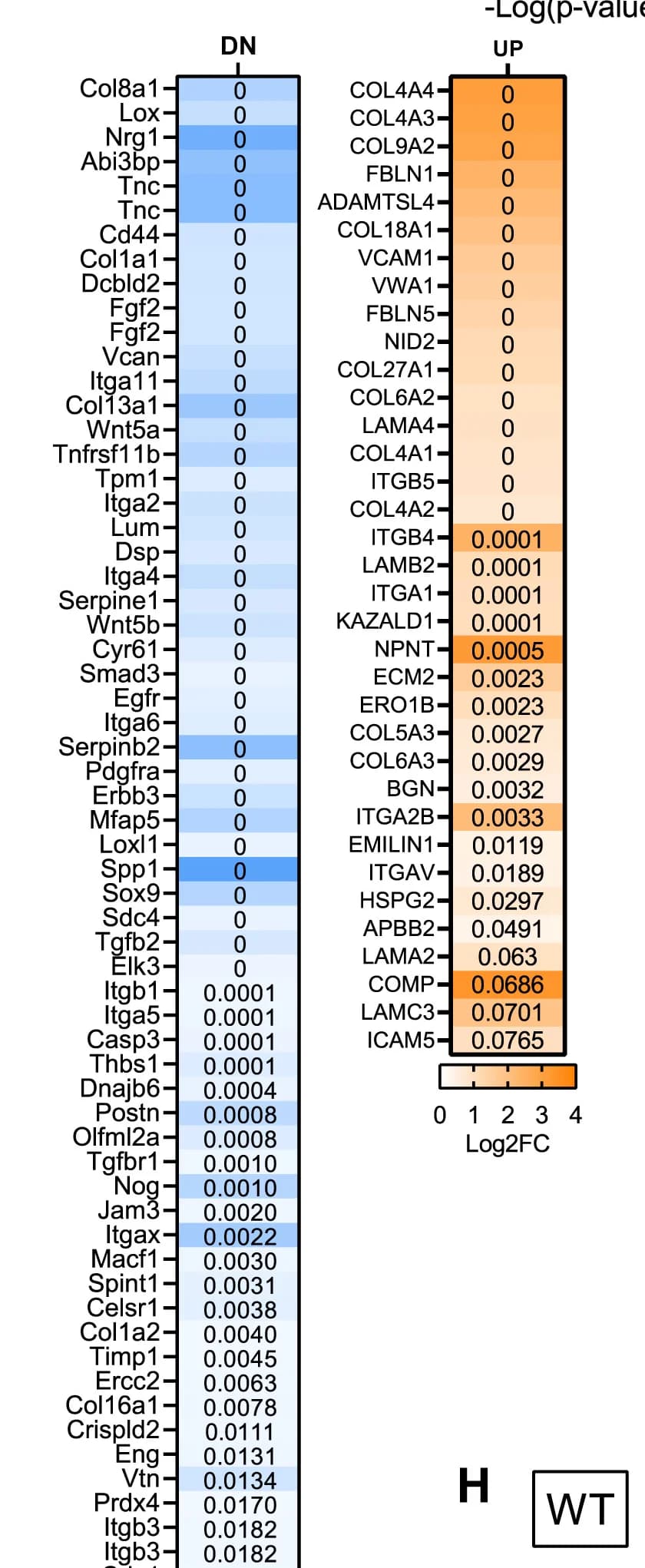Open access visualization of Heatmap, Heatmaps, Differentially Expressed Genes, ECM Composition