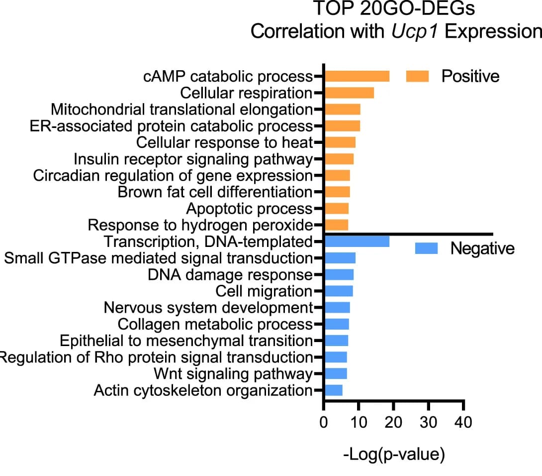 Open access visualization of Bar Plot, Gene Ontology, Enrichment Analysis