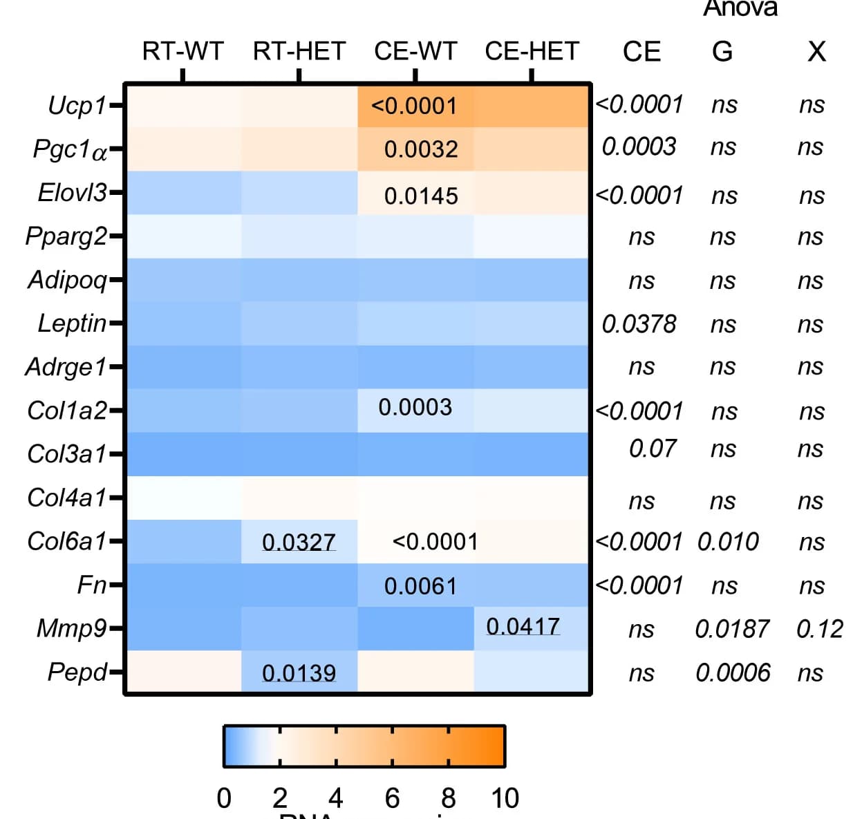Open access visualization of Heatmap, Heatmaps, mRNA Expression, Brown Adipose Tissue, Mice