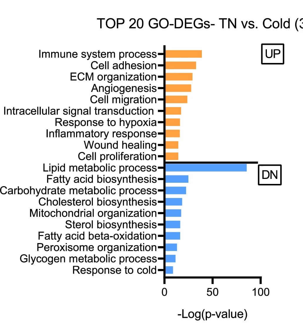 Open access visualization of Bar Plot, GO Enrichment Analysis, DEGs, BAT, C57Bl/6