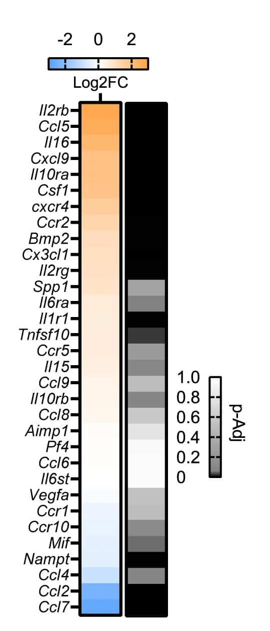 Open access visualization of Heatmap, Heatmaps, Inflammatory DEGs, ECM-related DEGs, BAT