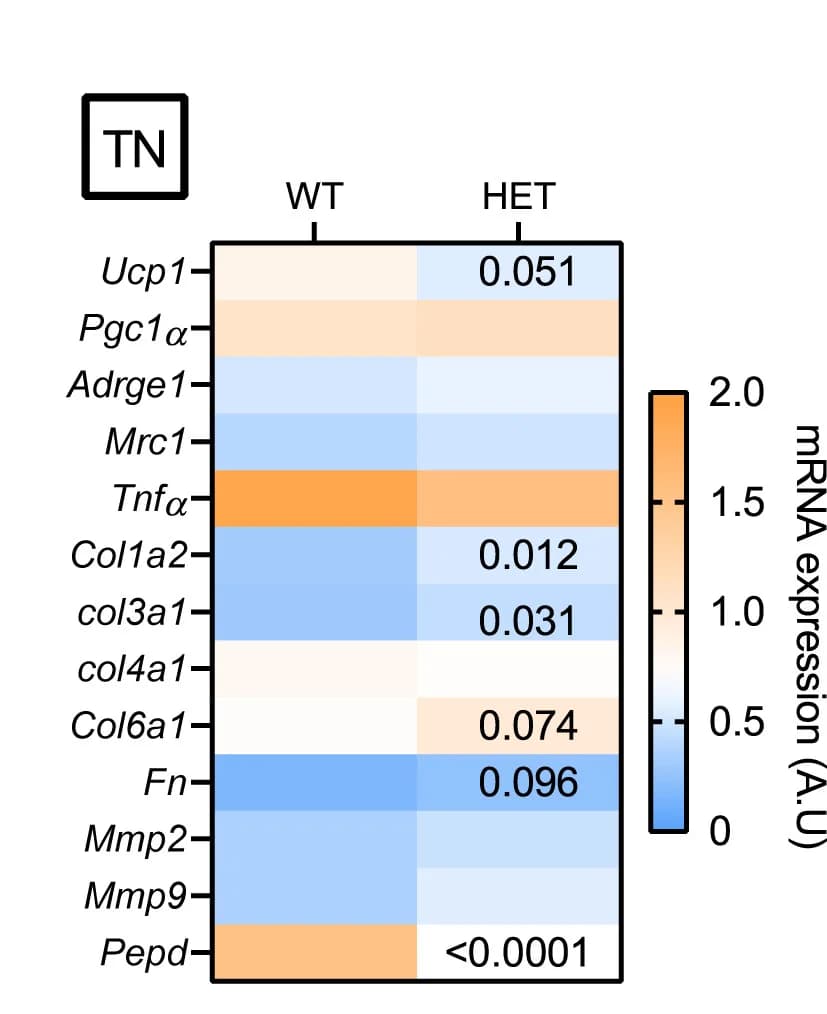 Open access visualization of Heatmap, Heatmaps, mRNA expression, Brown Markers, Fibro-inflammatory Markers
