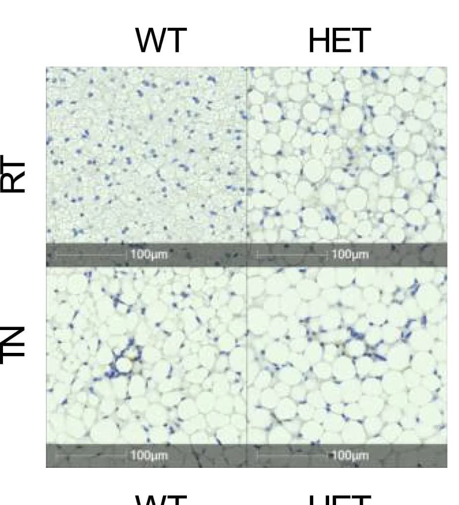 Open access visualization of Microscopy, F4/80 Staining, BAT, PepdWT Mice, HET Mice