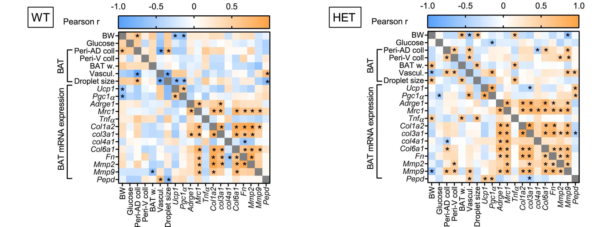 Open access visualization of Heatmap, Pearson Correlation Matrix, BAT, ECM Remodeling Markers, Metabolic Parameters