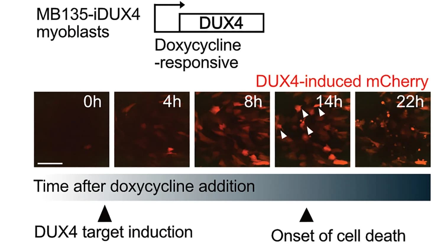 Open access visualization of Microscopy, Live Cell Fluorescence Microscopy, Myoblasts, Doxycycline, Cell Death