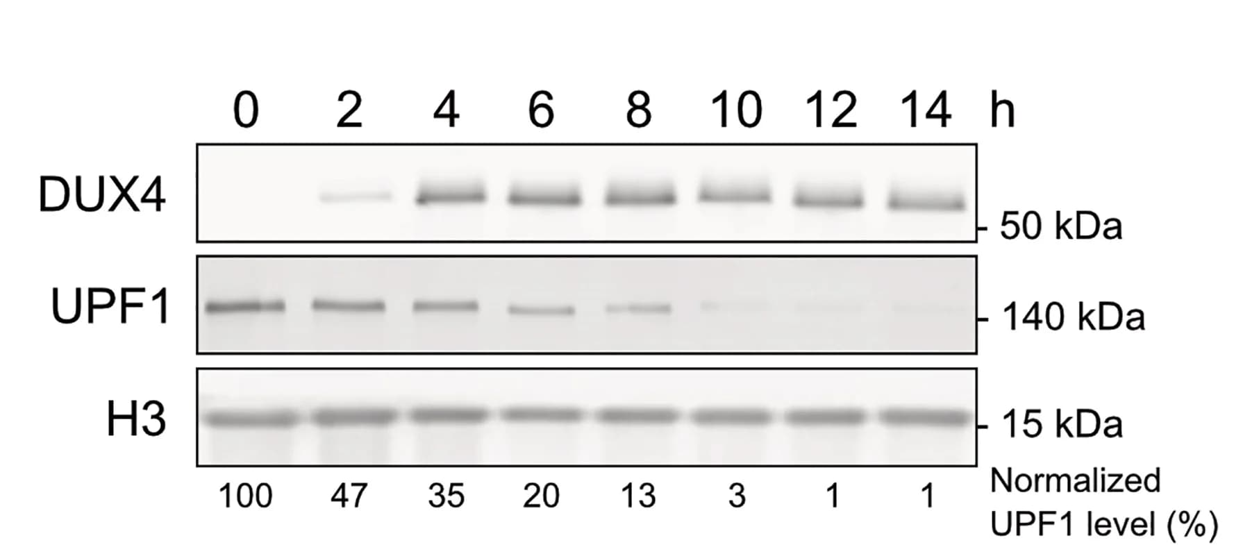 Open access visualization of Gel, Western Blot, DUX4, UPF1, Histone H3
