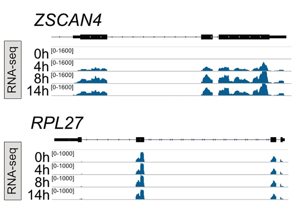 Open access visualization of Line Plot, Density Plot, RNA-seq, DUX4, ZSCAN4