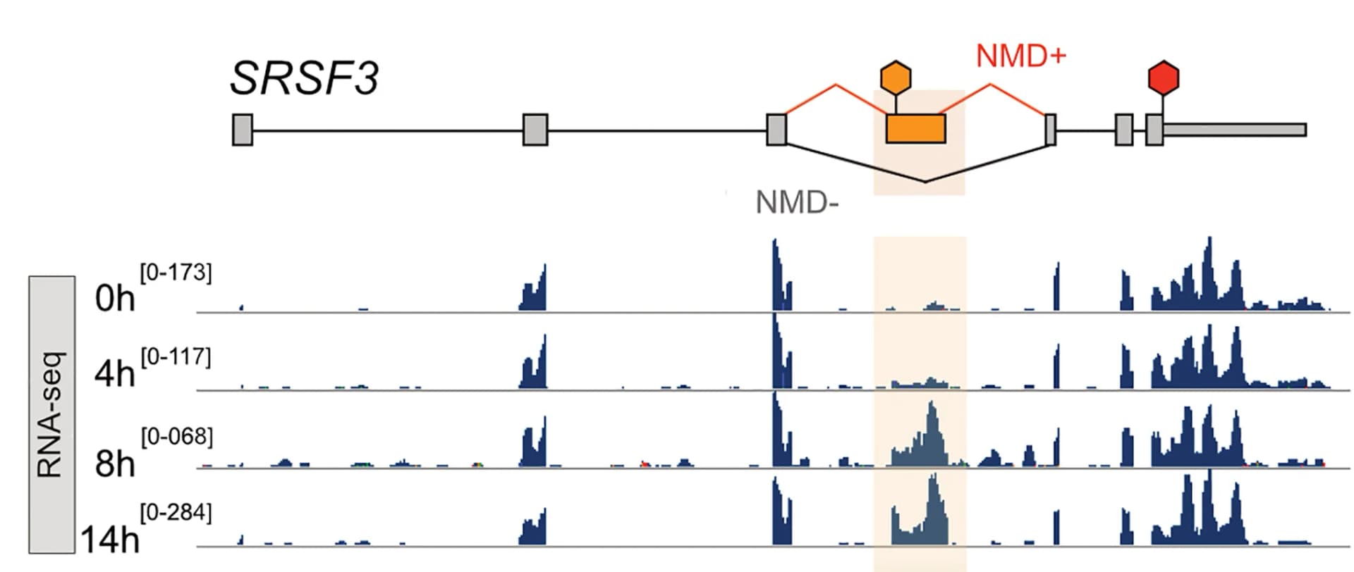 Open access visualization of Line Plot, Line Step, Illustration, RNA-seq, SRSF3