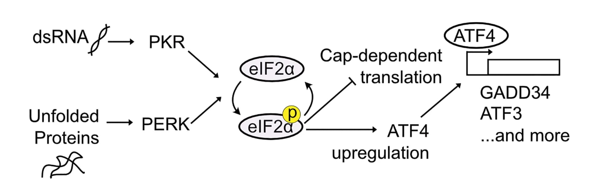 Open access visualization of Workflow, Flowchart, Illustration, Schematic, DUX4