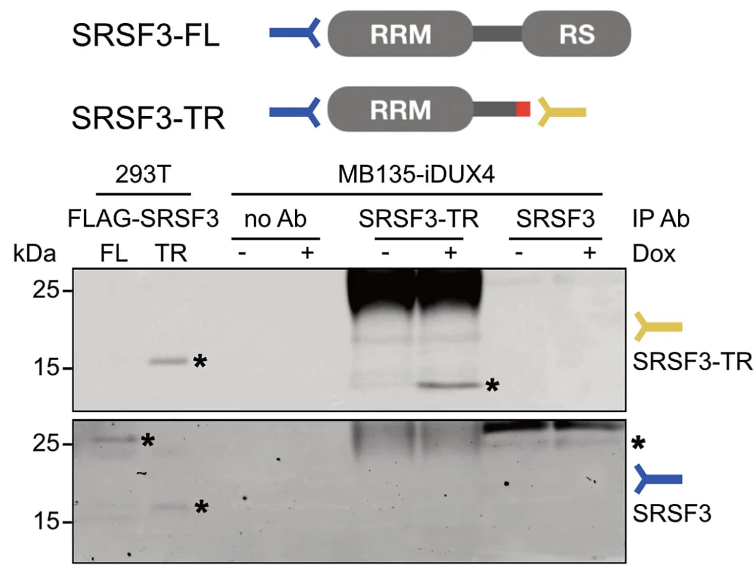 Open access visualization of Gel, Illustration, Whole-cell extracts, SRSF3, FLAG-tagged