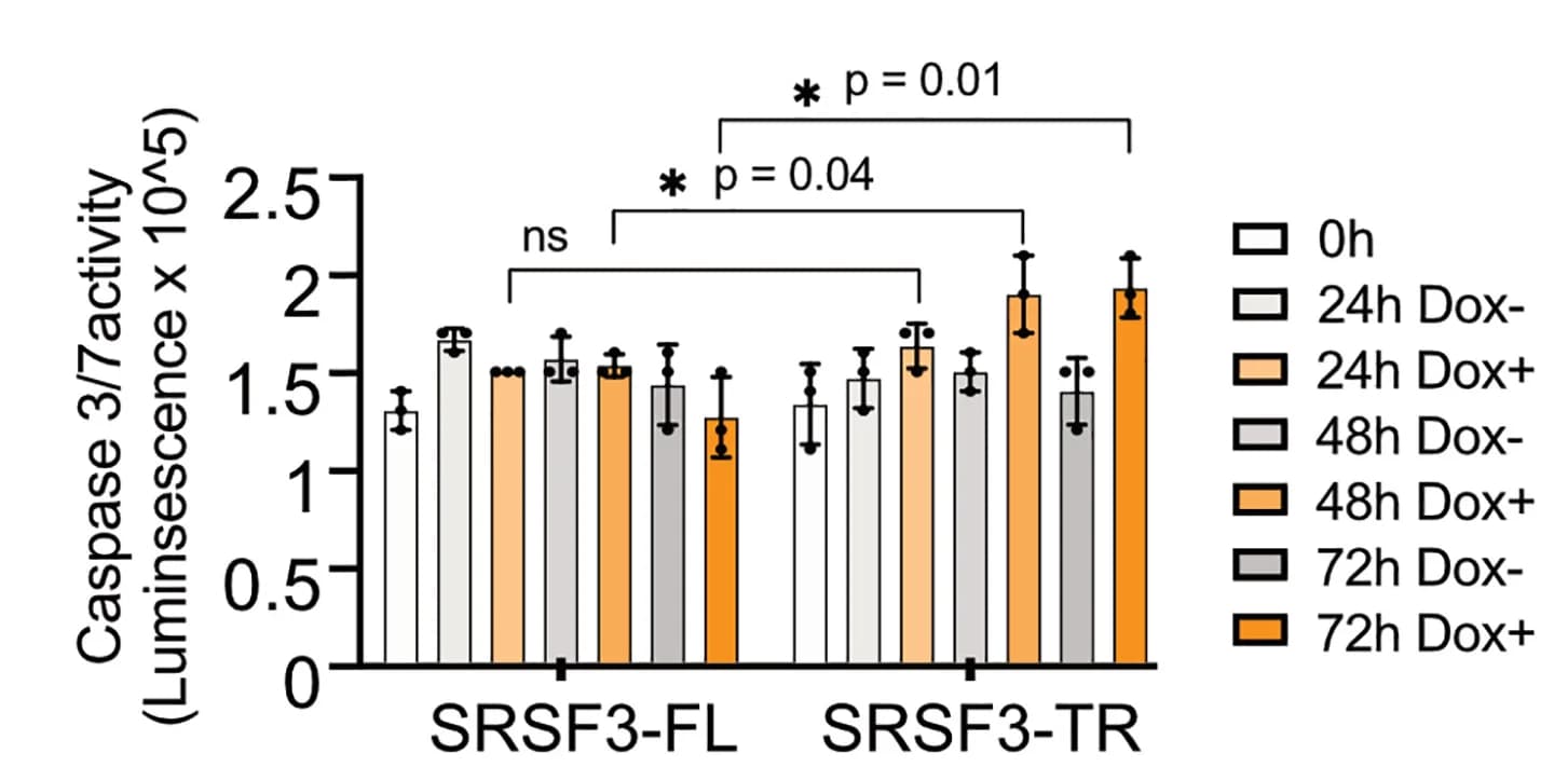 Open access visualization of Bar Plot, Error Bars, Clustered, Caspase-3/7 Activity, Myoblasts