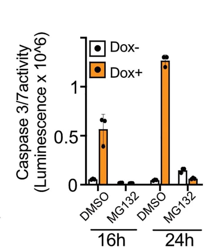 Open access visualization of Bar Plot, Error Bars, Clustered, Cell Viability, Caspase-3/7 Activity