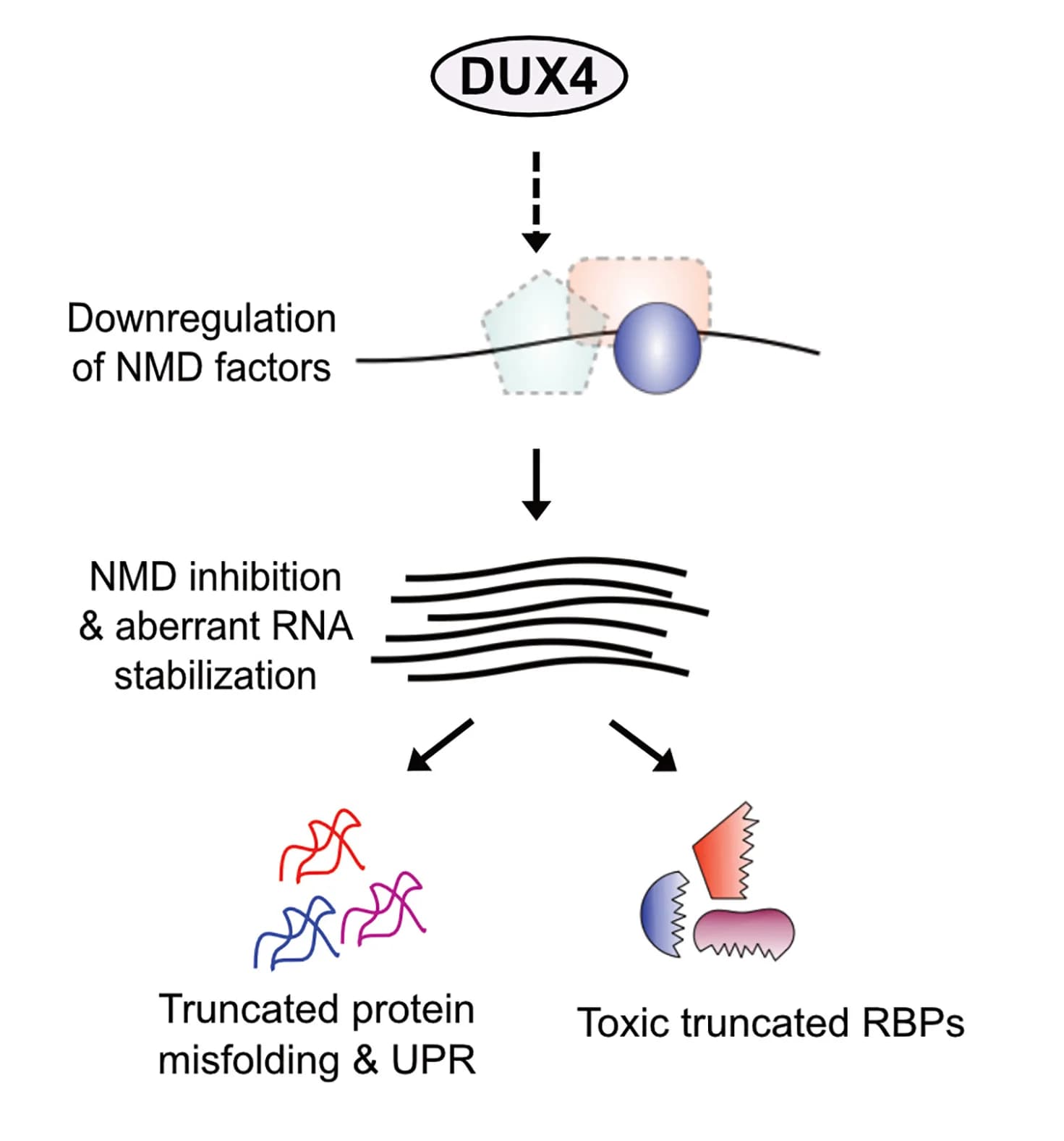 Open access visualization of Workflow, Flowchart, Illustration, DUX4, NMD Factors