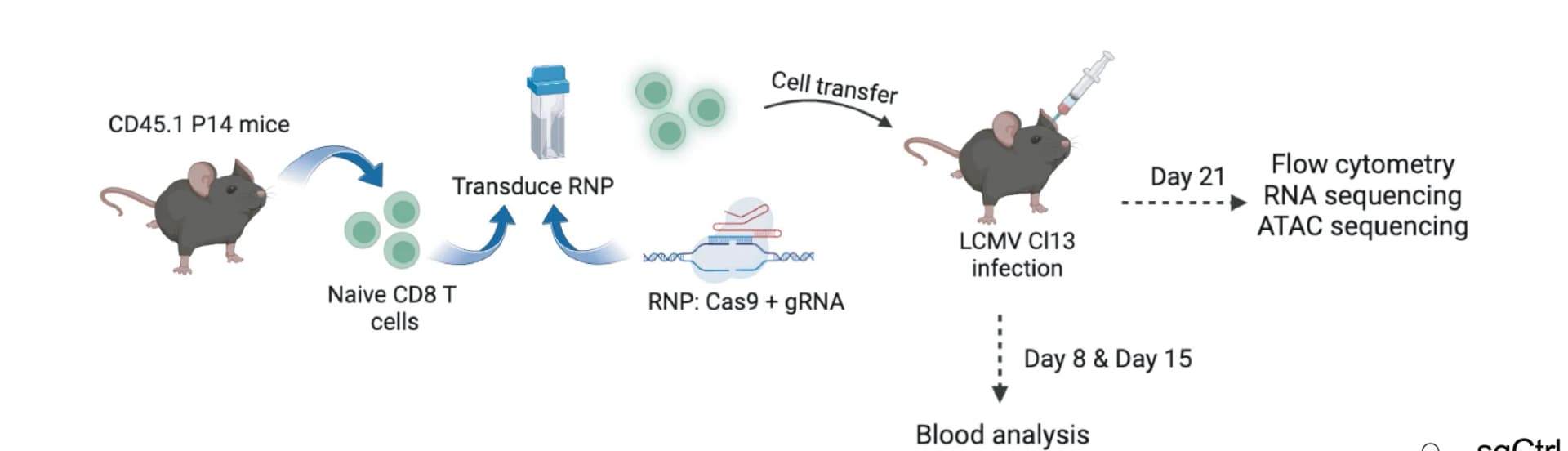 Open access visualization of Workflow, Illustration, CD8+ T Cells, sgRNA, LCMV Cl13