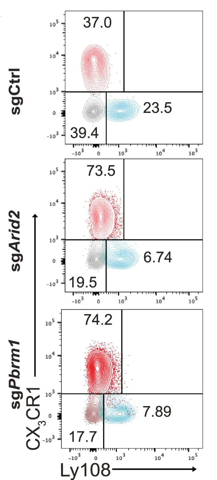 Open access visualization of Scatter Plot, Flow plots, Summary data, CD45.1+CD8+ T Cells, Control
