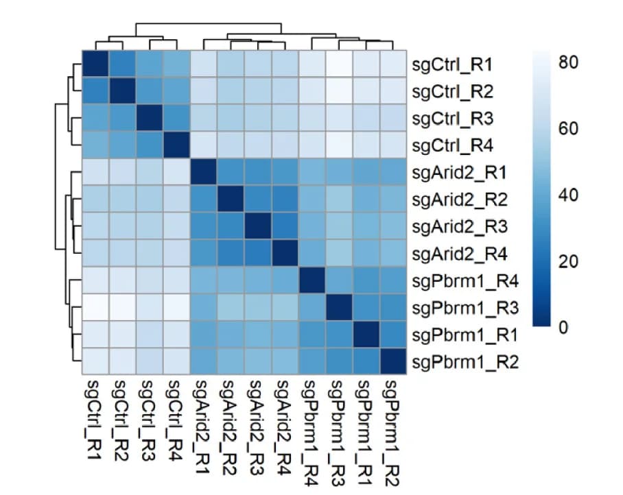 Open access visualization of Heatmap, Clustered, Correlation Heatmap, Chromatin Accessibility, ATAC-seq