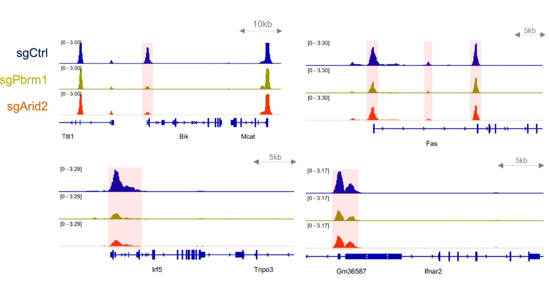 Open access visualization of Line Plot, IGV Tracks, Open Chromatin Regions, Apoptosis, IFN Response