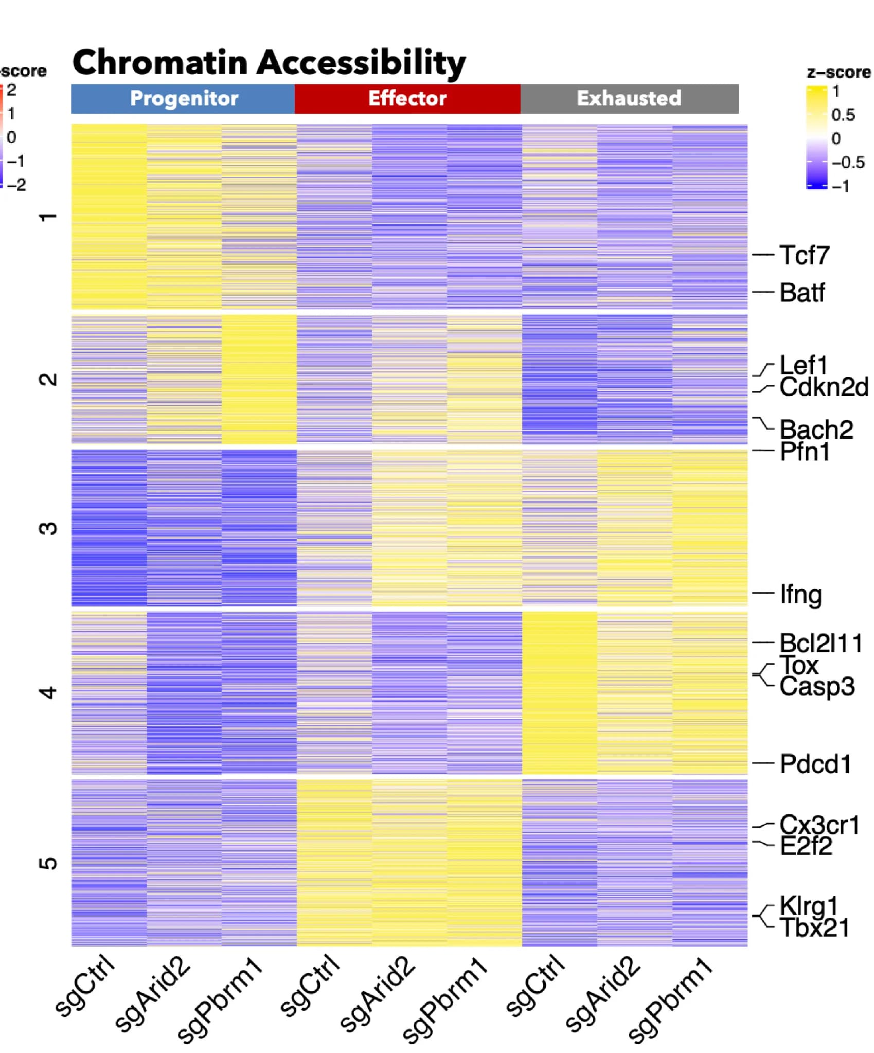 Open access visualization of Heatmap, Differentially Expressed Chromatin Regions, sgCtrl, sgArid2, sgPbrm1