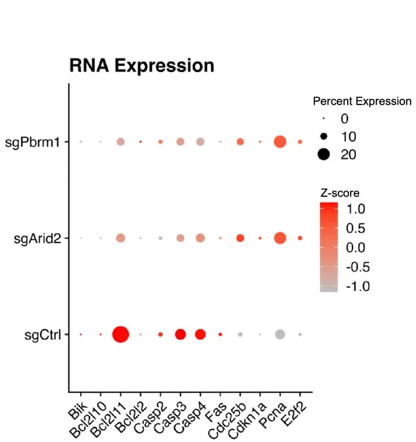 Open access visualization of Bubble Plot, Dot Plot, Proliferation Markers, RNA Expression