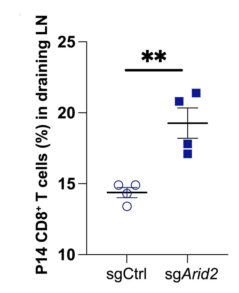 Open access visualization of Scatter Plot, Error Bars, CD45.1+CD8+T Cells, Tumor, Lymph Node