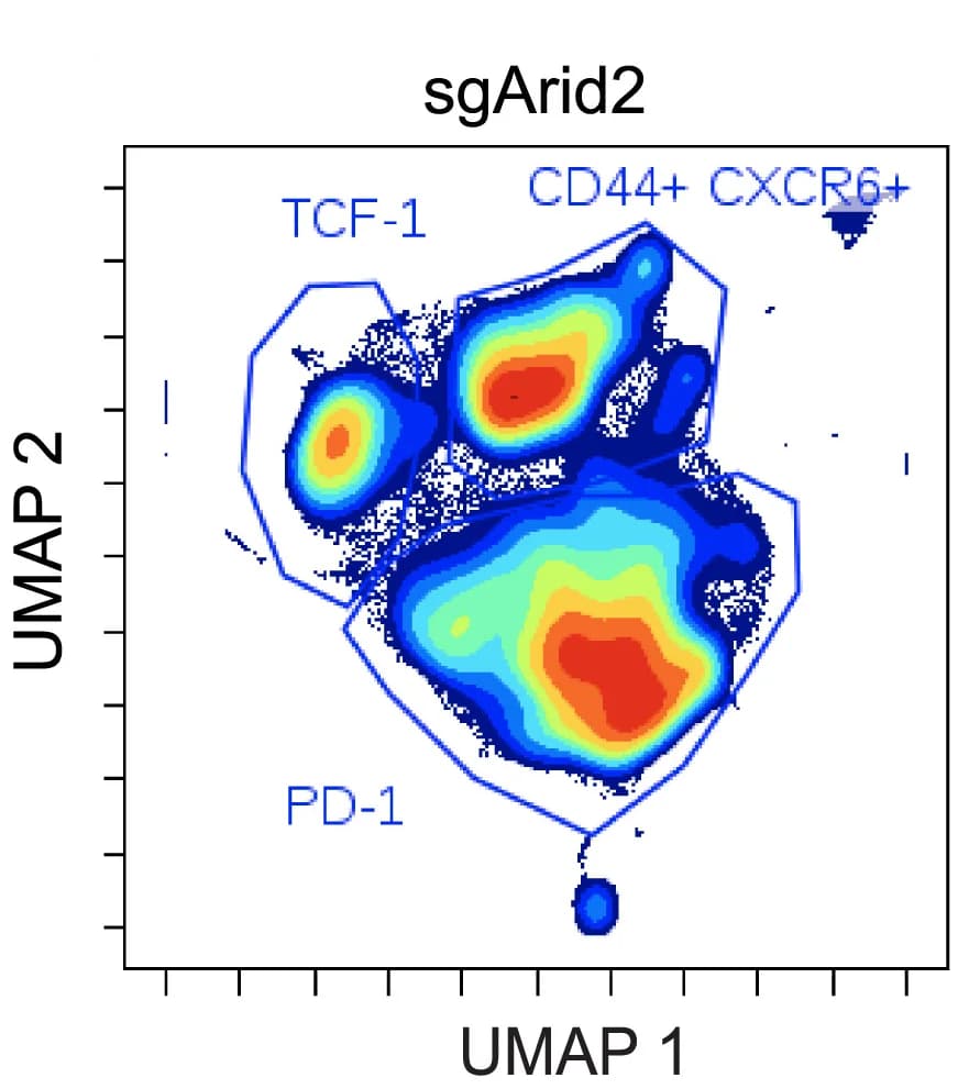 Open access visualization of UMAP, Scatter Plot, CD45.1+CD8+T Cells, Tumor, Flow Cytometry