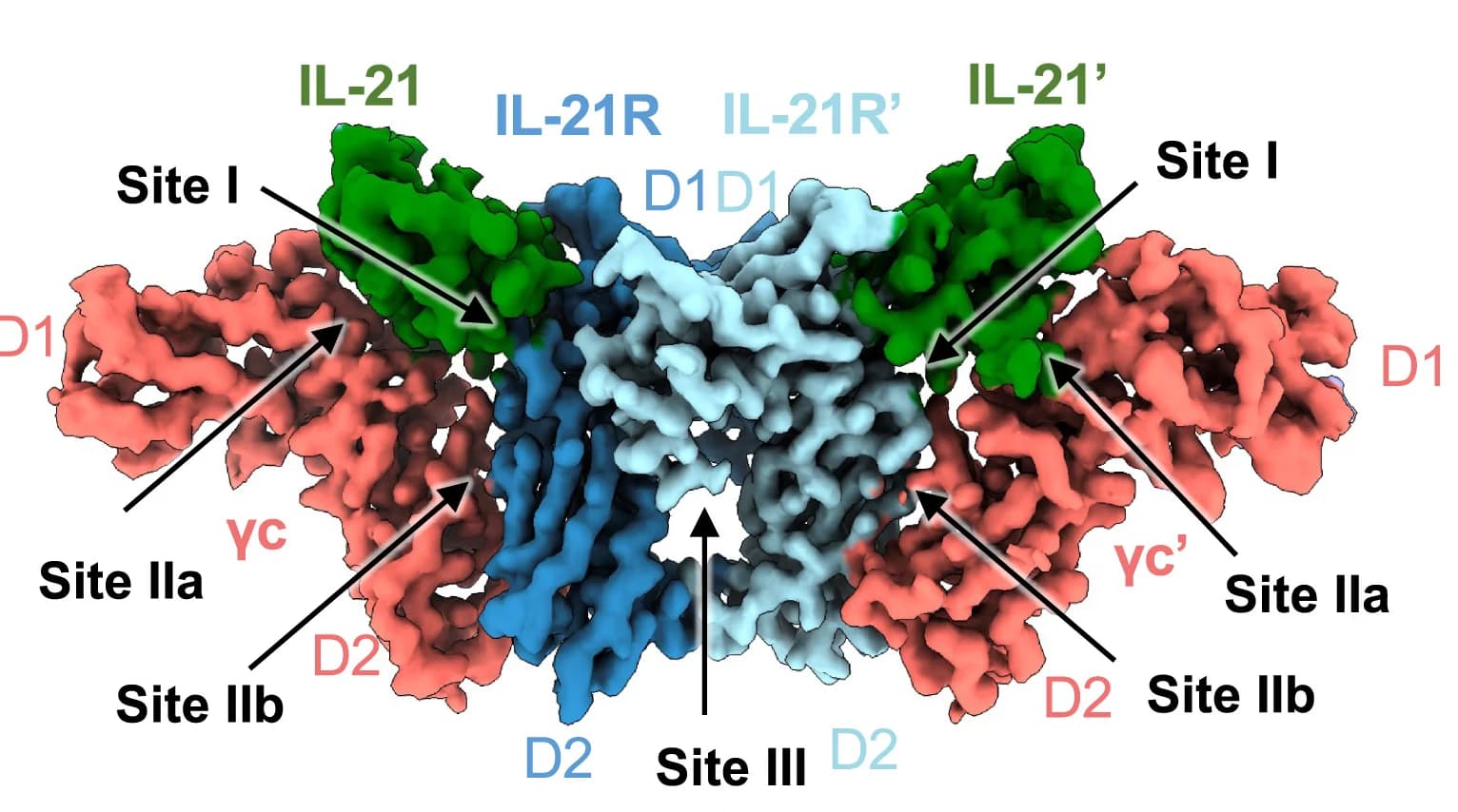 Open access visualization of Protein Structure, IL-21, IL-21 Receptor, γc, Cryo-EM