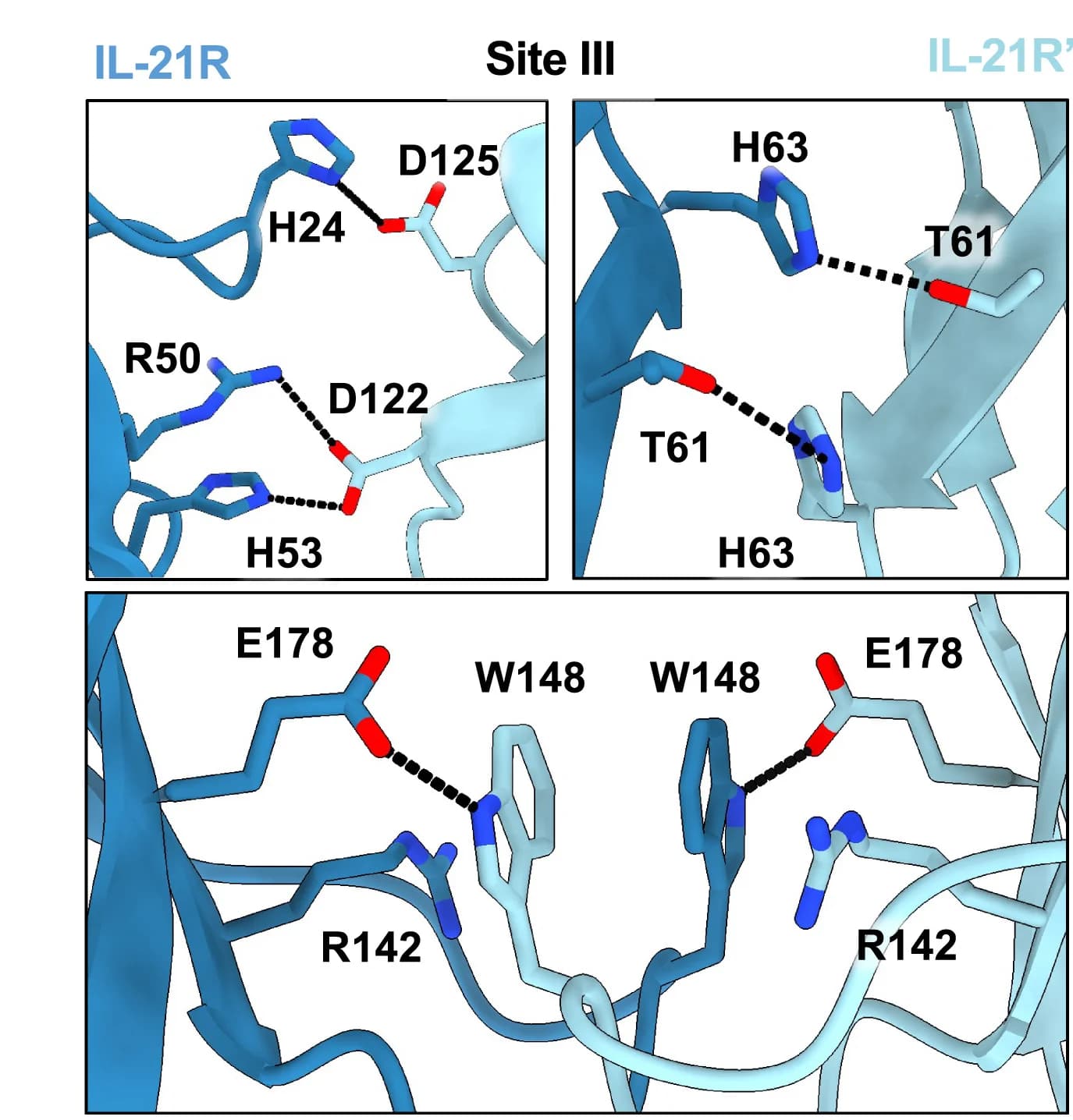 Open access visualization of Protein Structure, IL-21 Receptor, Protein-Protein Interface