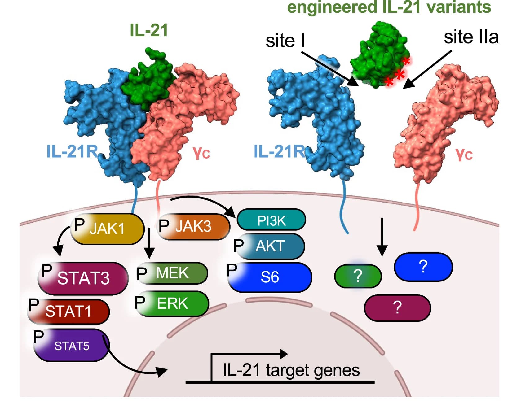 Open access visualization of Workflow, Illustration, Signaling pathways, IL-21 variants, IL-21-γc interface