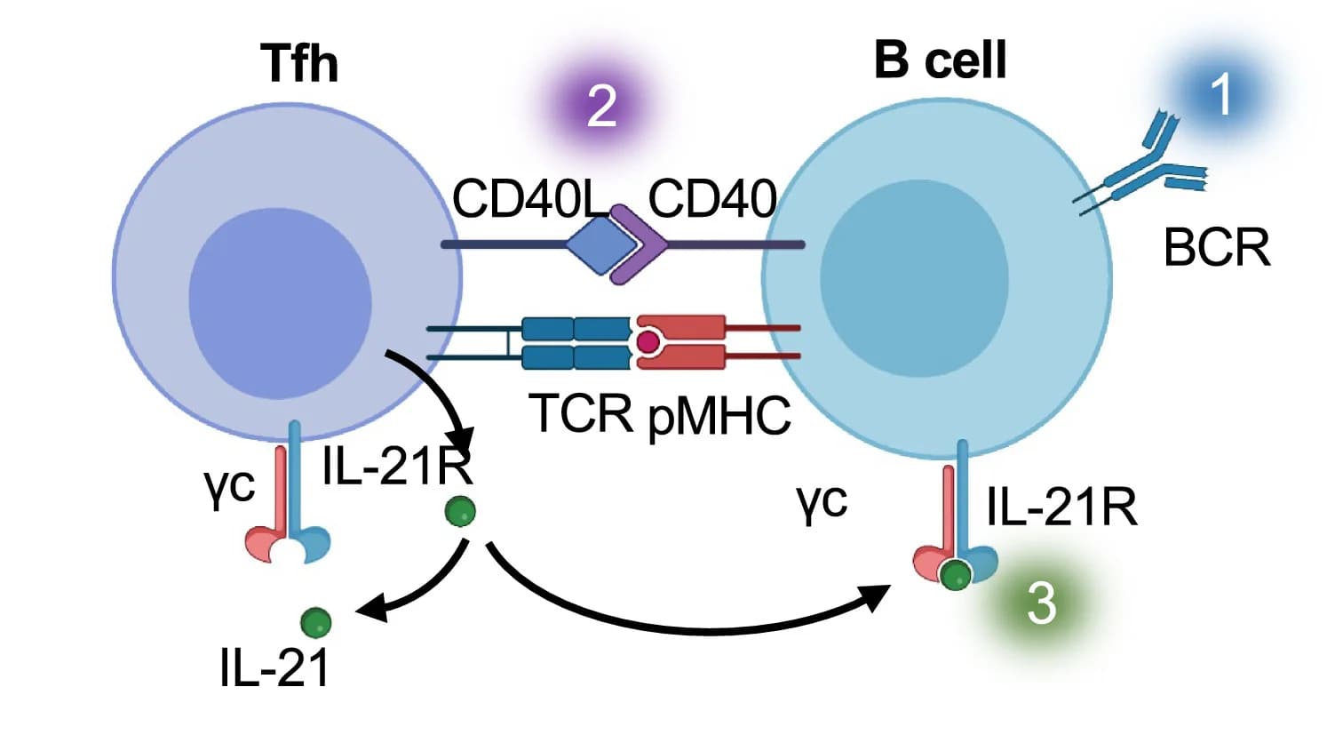 Open access visualization of Workflow, Flowchart, Illustration, T-dependent B cell, T Follicular Helper Cell