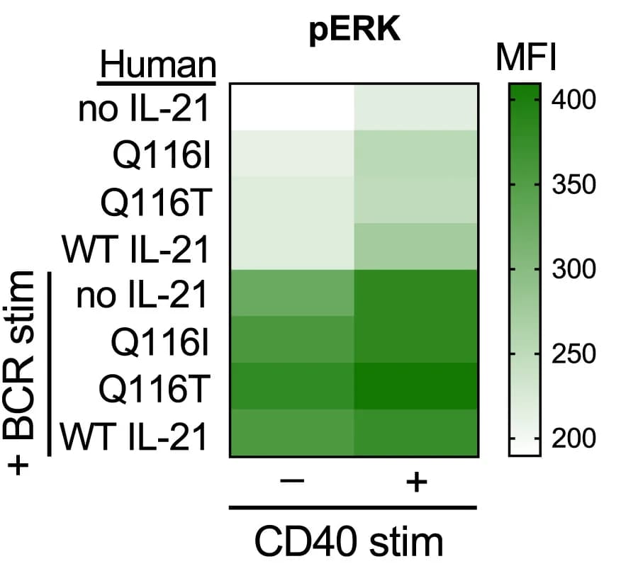 Open access visualization of Heatmap, pERK, Human B Cells, Anti-CD40, BCR Crosslinking