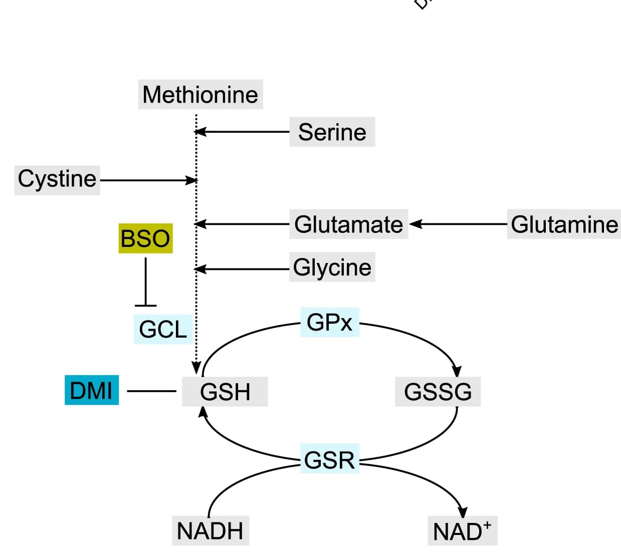 Open access visualization of Pathway, Glutathione Metabolism, GCL, GPx