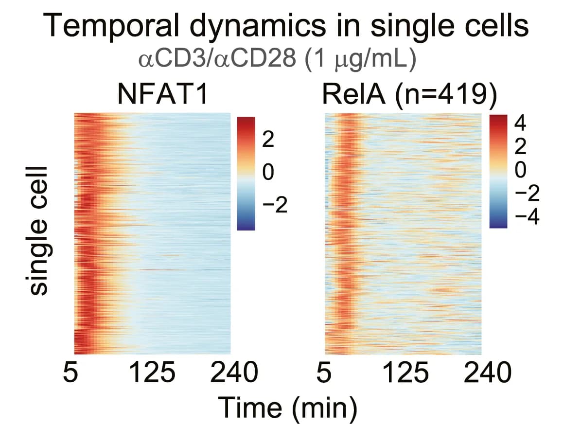 Open access visualization of Heatmap, TF Dynamics, Single Cells, αCD3/αCD28 Antibodies, Stimulation