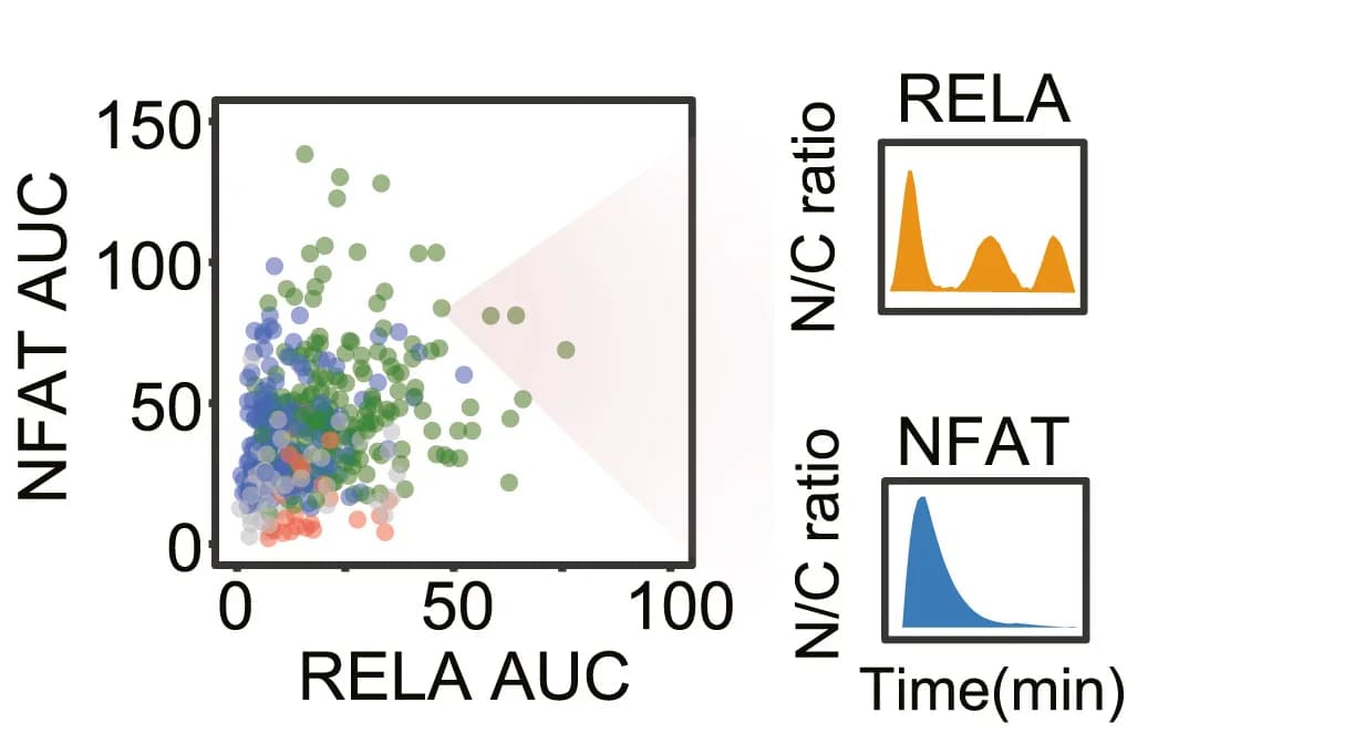 Open access visualization of Scatter Plot, Density Plot, Analog Modulation, NFAT, NF-κB