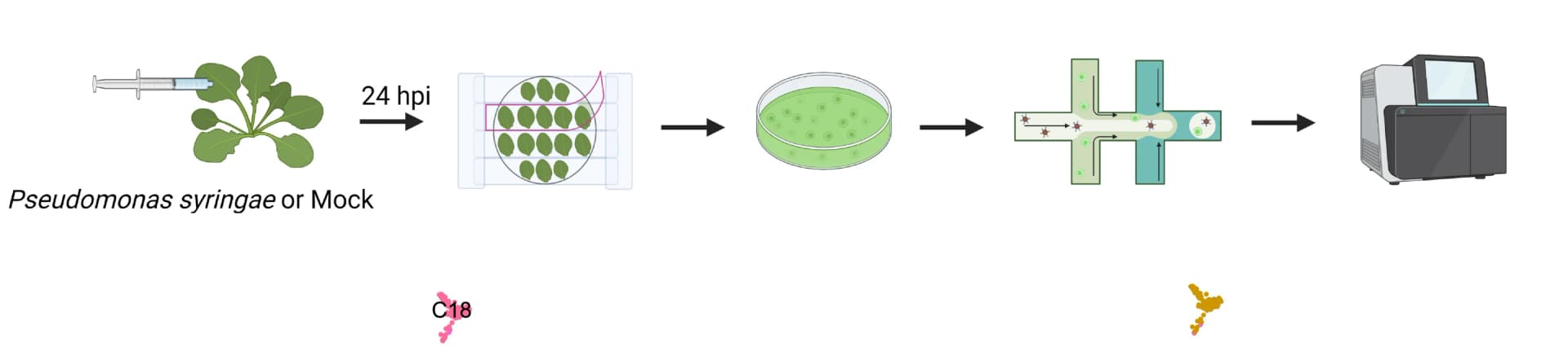 Open access visualization of Workflow, Illustration, scRNA-seq, Arabidopsis, PstDC3000
