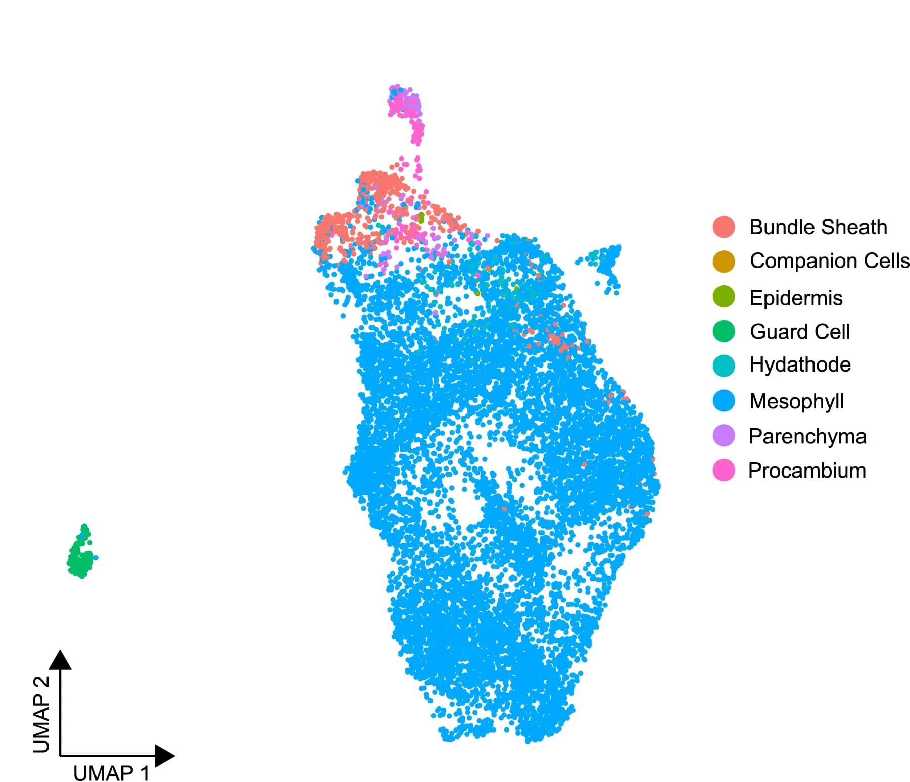 Open access visualization of UMAP, Scatter Plot, Single-Cell, PstDC3000, Mock-treated Samples