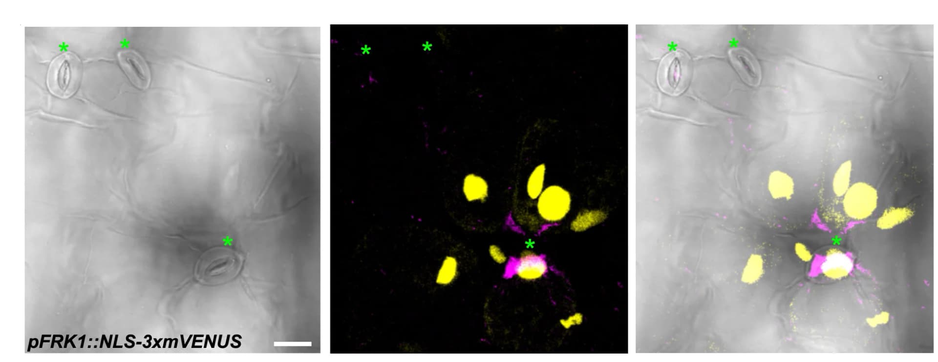 Open access visualization of Microscopy, Seedlings, Stomata, Nucleus