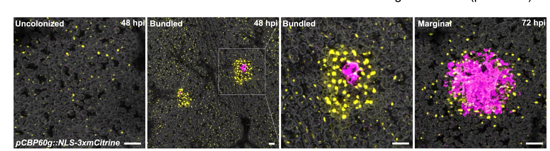 Open access visualization of Microscopy, Chlorophyll autofluorescence