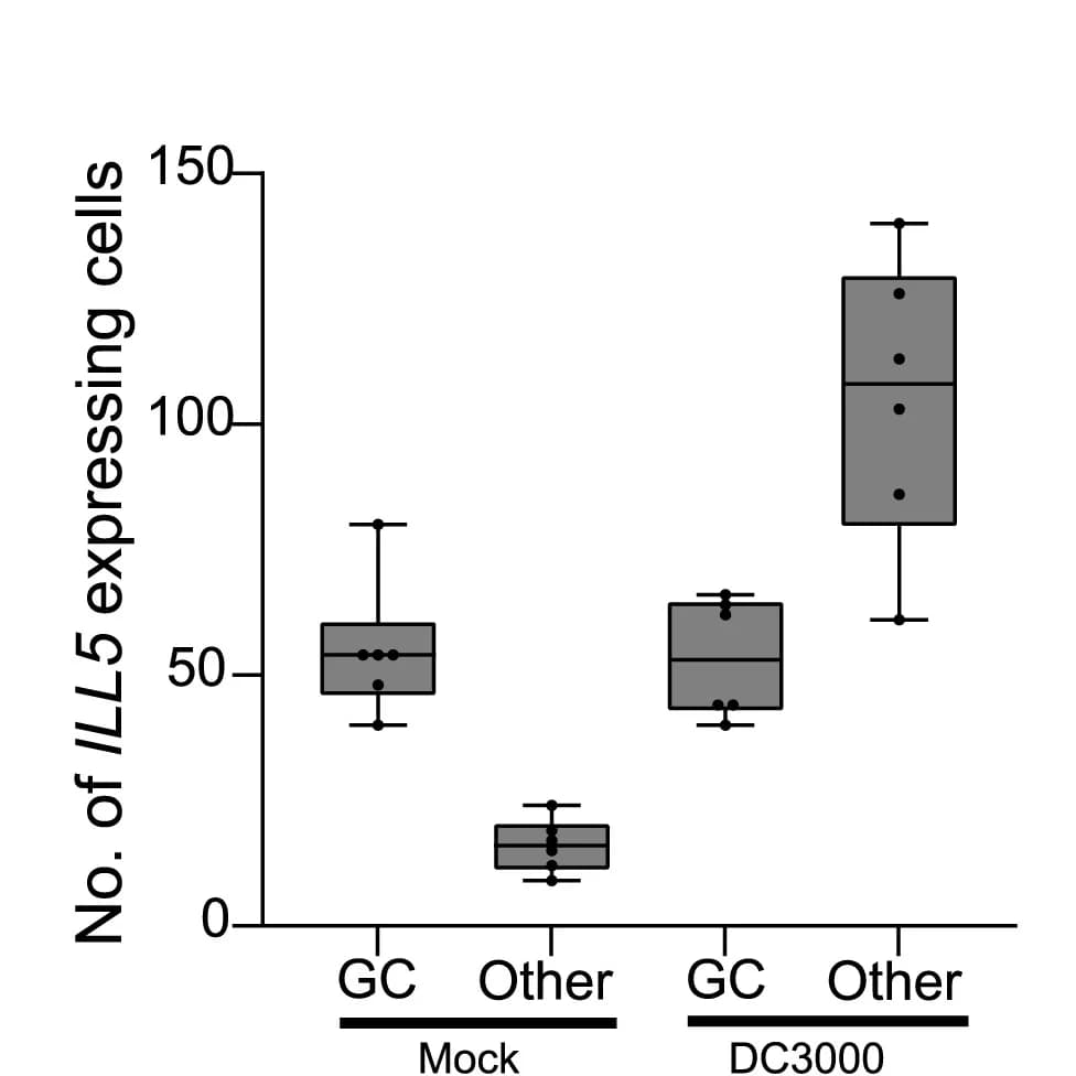 Open access visualization of Box Plot, Cells, DC3000, Boxplot