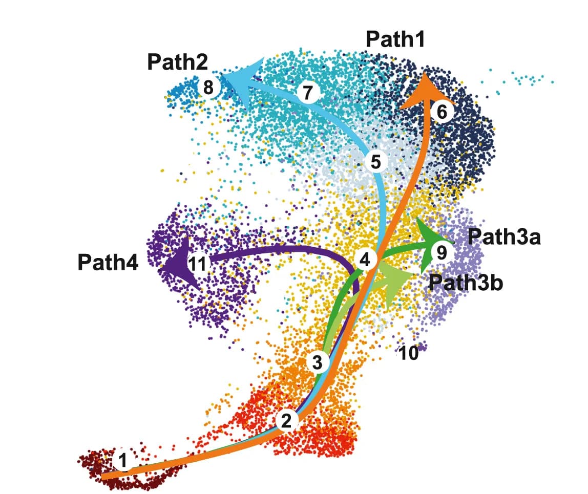 Open access visualization of Scatter Plot, UMAP, BMPC Maturation, IgG1