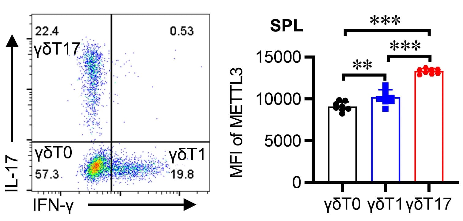 Open access visualization of Bar Plot, Scatter Plot, Error Bars, Splenocytes, METTL3