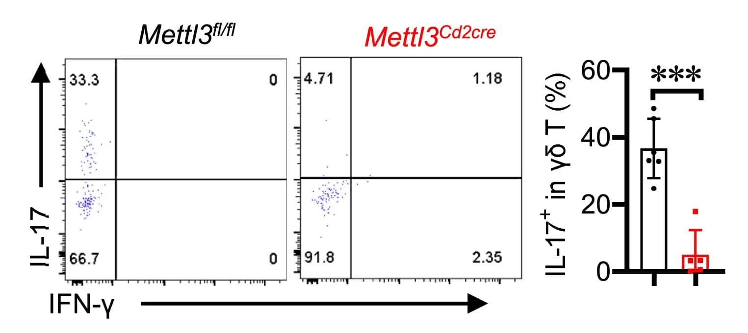 Open access visualization of Bar Plot, Scatter Plot, Error Bars, Flow Cytometry, IL-17 Expression