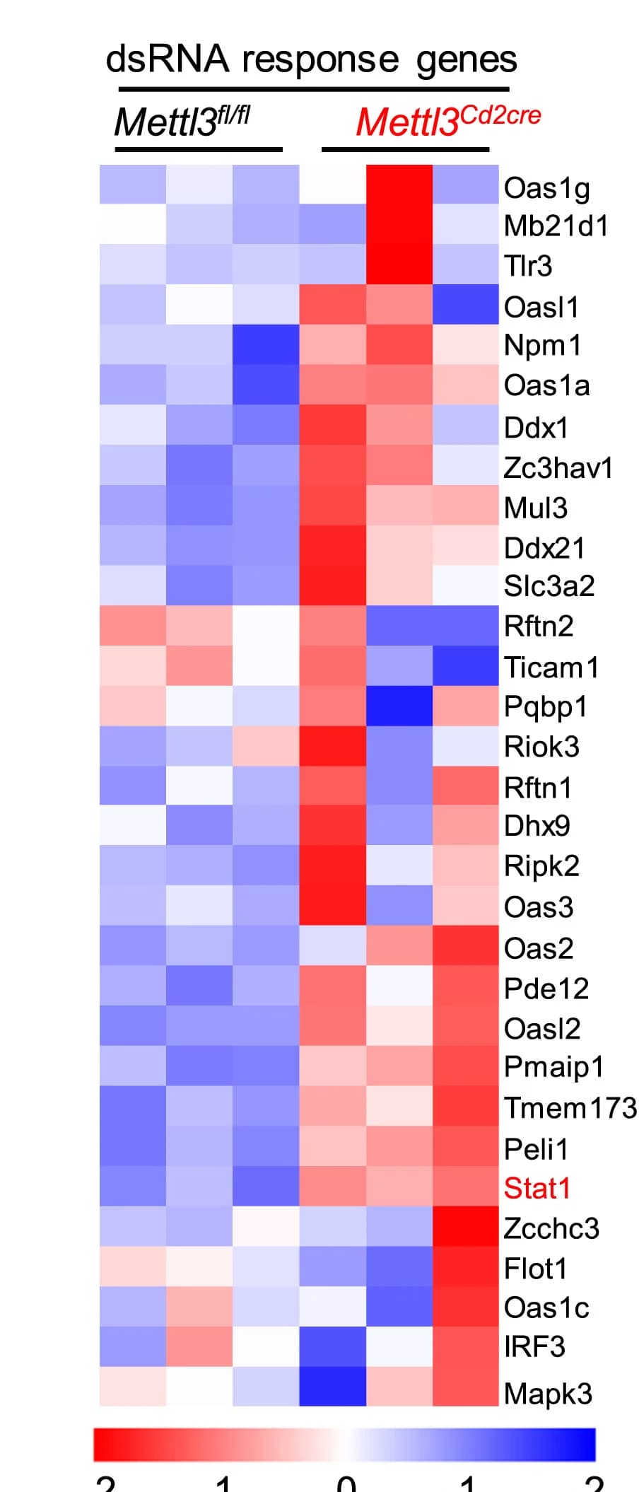 Open access visualization of Heatmap, dsRNA Response Genes, Splenic T Cells, Mettl3flox/flox Mice, Mettl3Cd2cre Mice