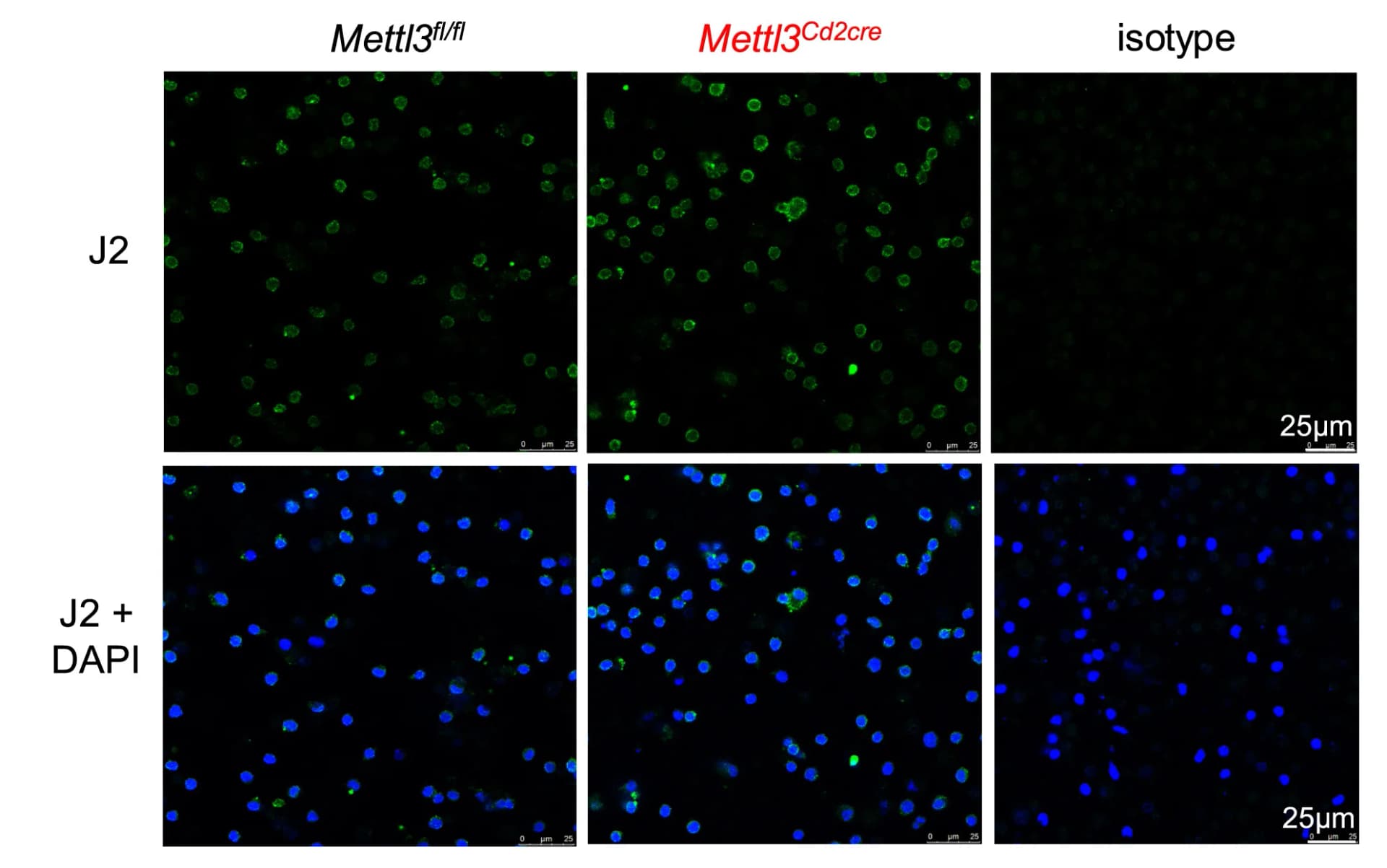 Open access visualization of Microscopy, dsRNA, Immunofluorescence, T Cells, Mettl3flox/flox Mice
