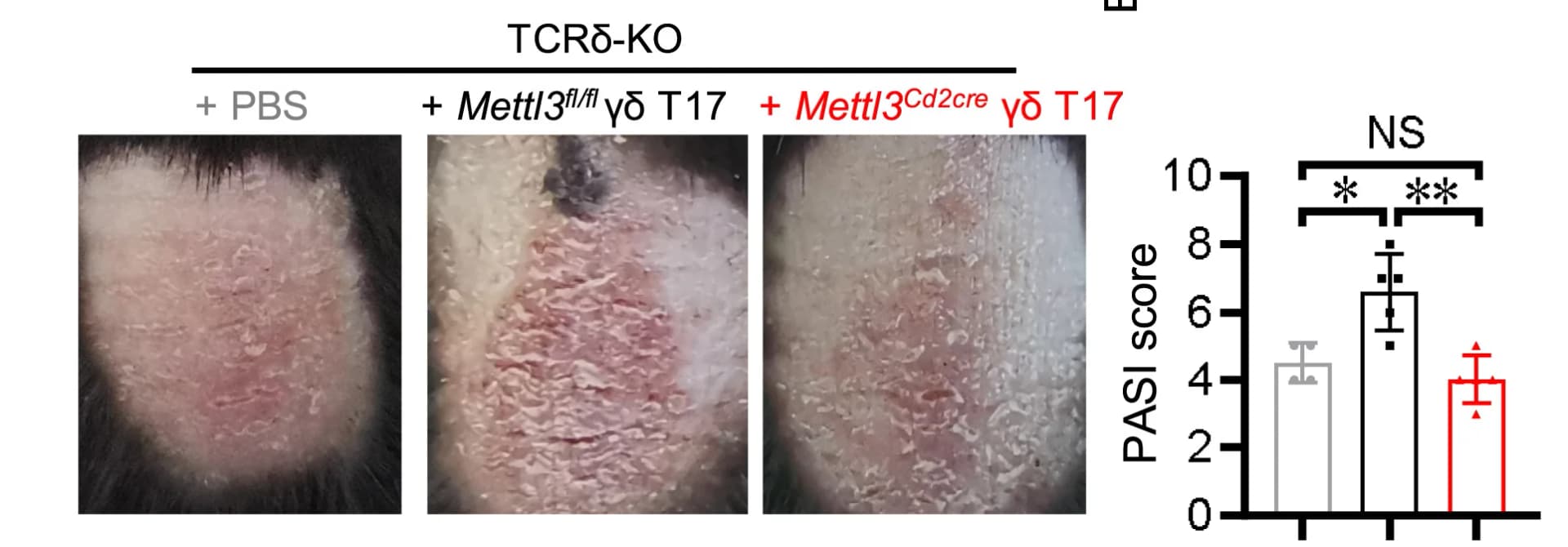 Open access visualization of Bar Plot, Error Bars, γδ T cells, γδ T17 cells, TCRδ-KO mice