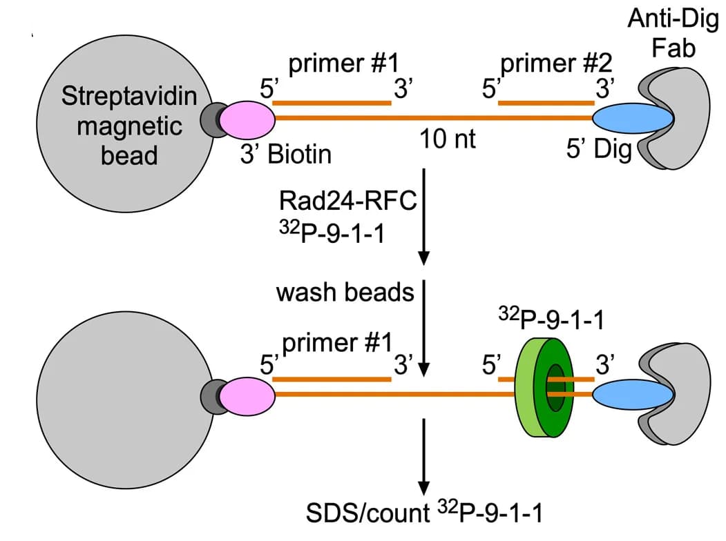 Open access visualization of Workflow, Flowchart, Illustration, DNA Oligos, ssDNA Gap