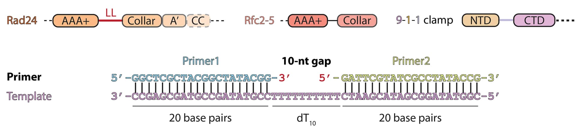 Open access visualization of Illustration, Rad24-RFC, 9-1-1 Clamp, Gapped DNA, Rfc2-5