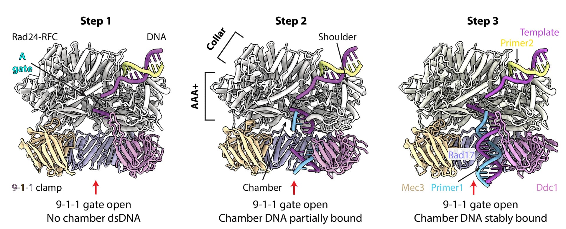 Open access visualization of Workflow, Illustration, Rad24-RFC, 9-1-1 Clamp, DNA Binding