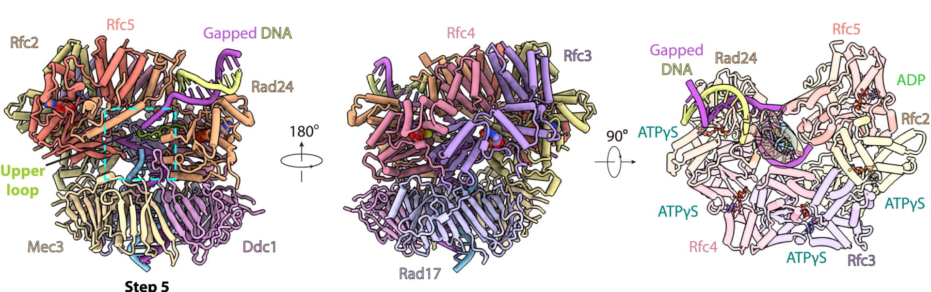 Open access visualization of Protein Structure, Rad24-RFC, Gapped DNA, Structure, Subunits