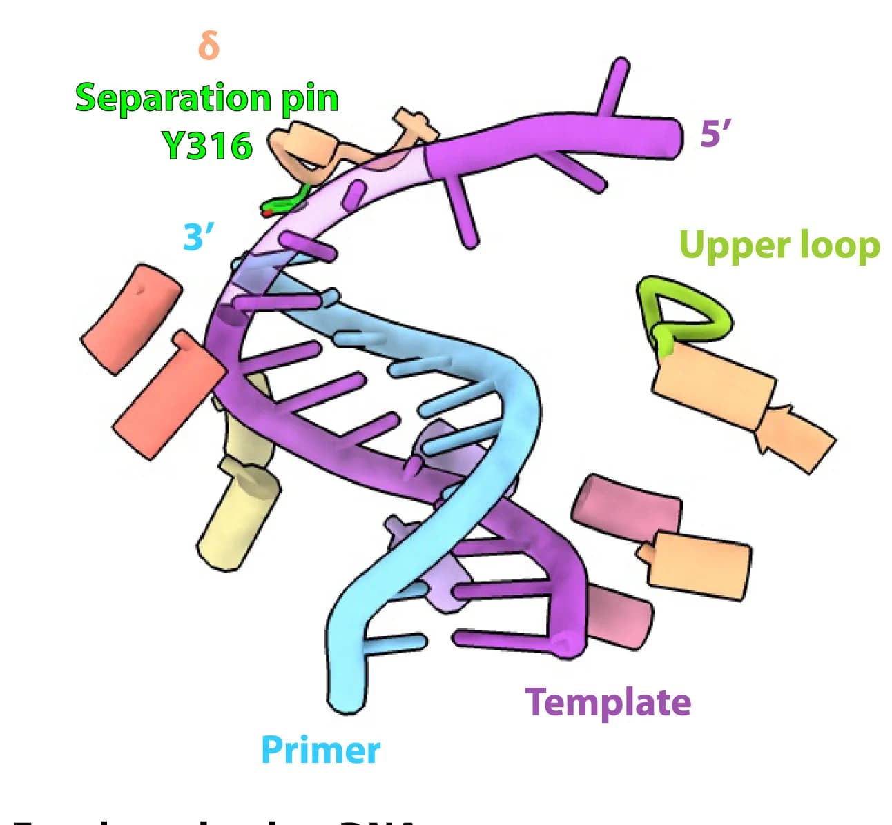 Open access visualization of Protein Structure, Chemical Structure, DNA Binding, Rad24-RFC, RFC